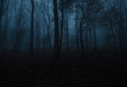 Dark misty forest illustrating dark fantasy, supernatural danger and the uncanny