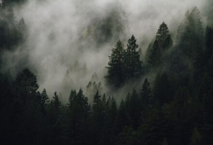 Foggy forest illustrating weird fiction, the uncanny and literature of the strange